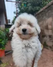 Purebred Poodle Puppy - 1-3 Months Old - 3