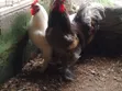 Pure Breed Brahma Chickens - 1