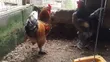 Pure Breed Brahma Chickens - 2