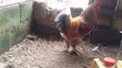 Pure Breed Brahma Chickens - 3