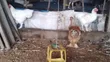 Pure Breed Brahma Chickens - 4