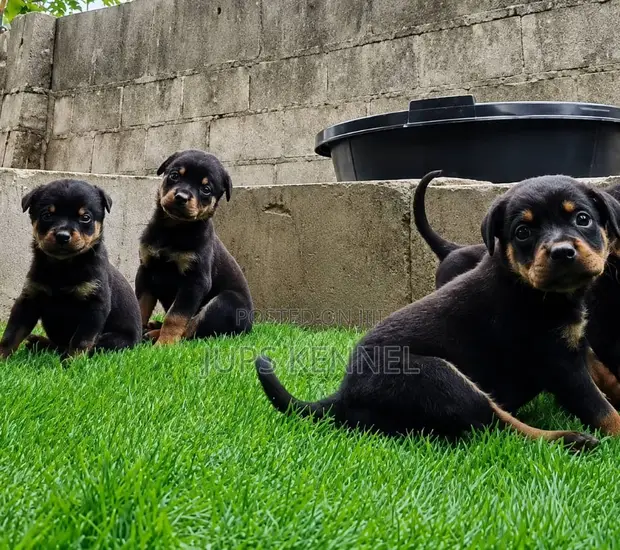 1-3 Month Old Female Purebred Rottweiler Puppy - 1