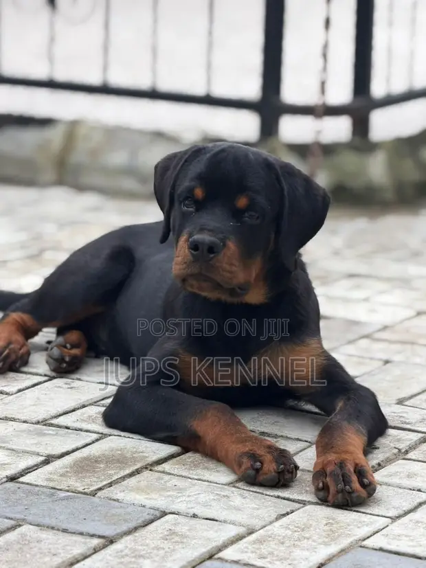 Purebred Rottweiler Puppies (3-6 Months) - 1