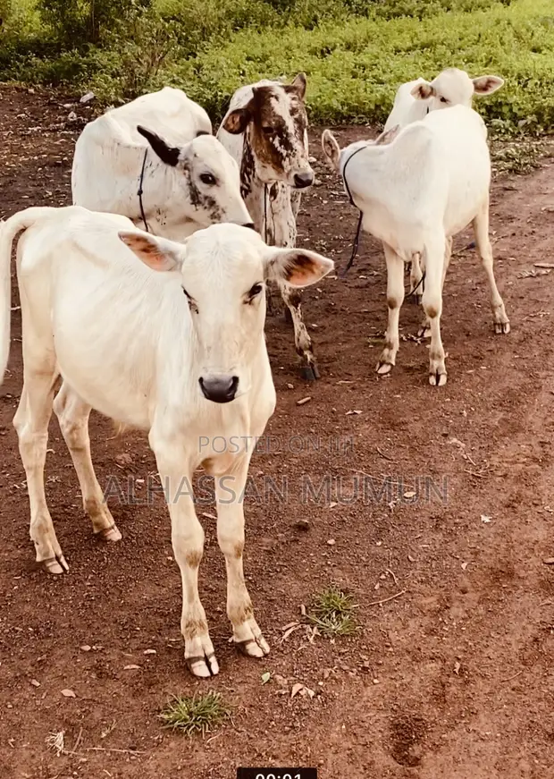 Afa Alhassan Farms Young Cows - 1