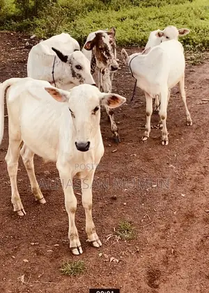 Afa Alhassan Farms Young Cows