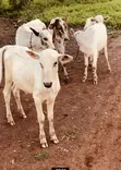 Afa Alhassan Farms Young Cows - 1