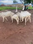 Afa Alhassan Farms Young Cows - 2