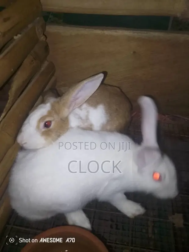 Matured Male and Female Rabbits - 1