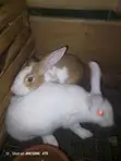 Matured Male and Female Rabbits - 1