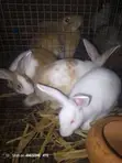 Matured Male and Female Rabbits - 2