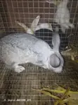 Matured Male and Female Rabbits - 3