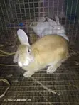 Matured Male and Female Rabbits - 4