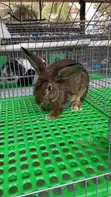 Matured Male and Female Rabbits - 5
