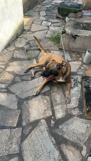 Purebred Boerboel Male Dog - 1+ Year