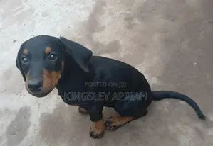 Female Purebred Doberman Pinscher Puppy (1-3 Months)