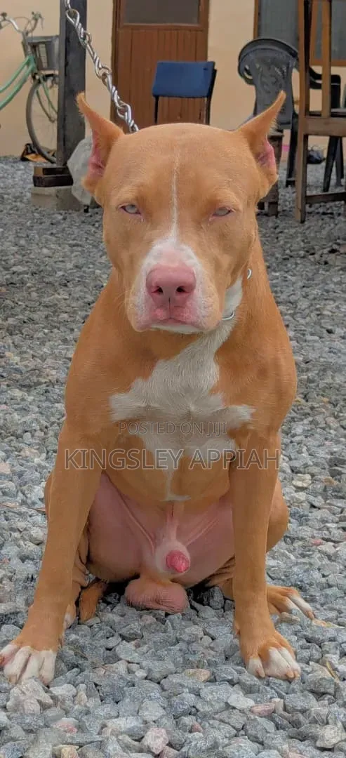 1+ Year Male Purebred American Pit Bull Terrier - 1