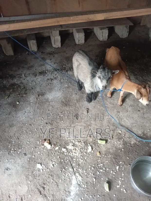 Goats for Sale - 1