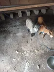 Goats for Sale - 1