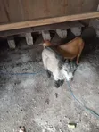 Goats for Sale - 2