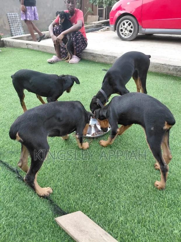 3-6 Month Male Purebred Doberman Pinscher Puppy - 1
