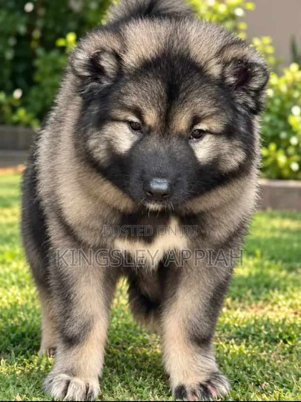 Purebred Caucasian Shepherd Puppy - Female, 1-3 Months - 1