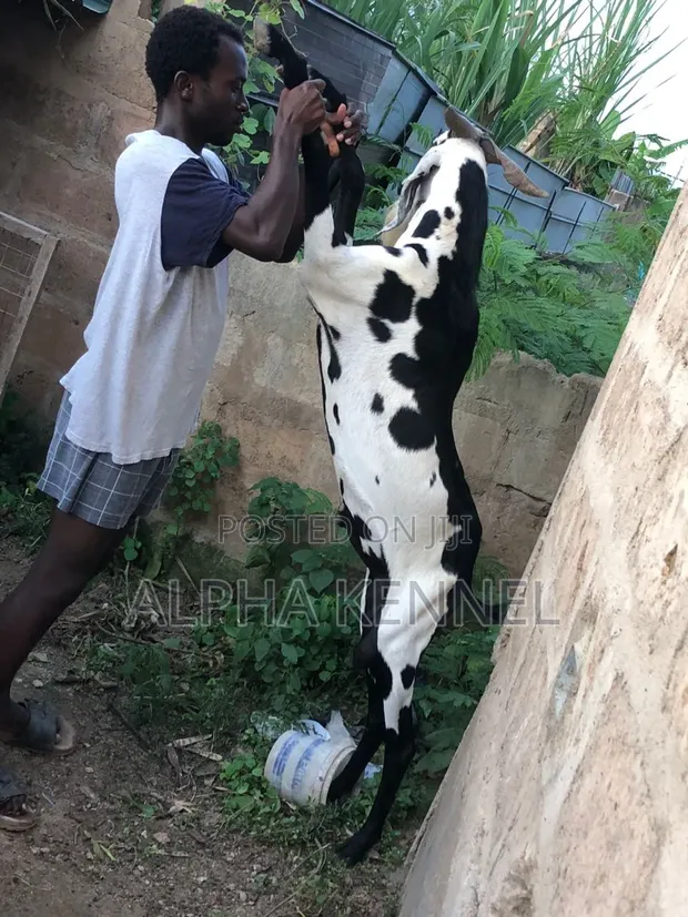 Male Chad Breed Goat - 1