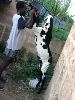 Male Chad Breed Goat