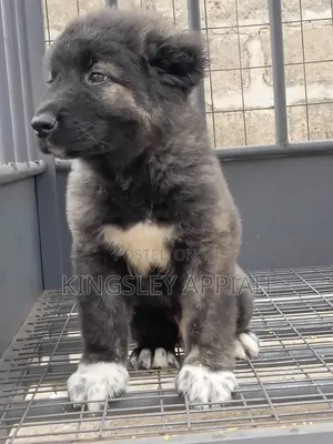 Purebred Caucasian Shepherd Puppy - 1-3 Months