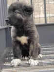 Purebred Caucasian Shepherd Puppy - 1-3 Months - 1