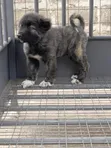 Purebred Caucasian Shepherd Puppy - 1-3 Months - 2
