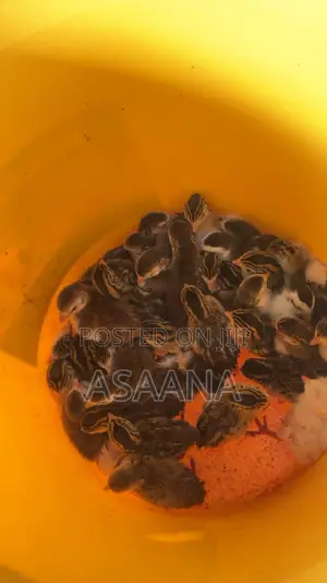 Guinea Fowl Keets and Adults