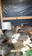 Guinea Fowl Keets and Adults - 2