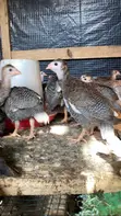 Guinea Fowl Keets and Adults - 3
