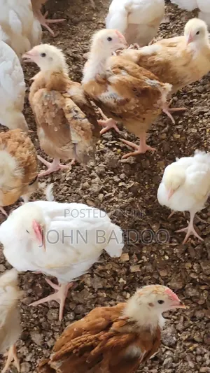 Sasso Birds (Poultry)