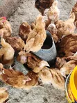 Sasso Birds (Poultry) - 2