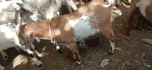 Healthy Goats for Sale