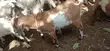 Healthy Goats for Sale - 1