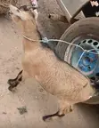 Healthy Goats for Sale - 2