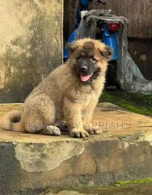 Purebred Caucasian Shepherd Puppy - 1-3 Months Male