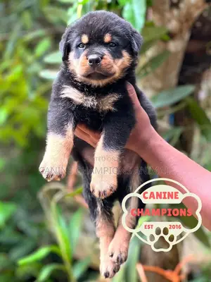 Female Purebred Rottweiler Puppy (1-3 Months)