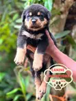 Female Purebred Rottweiler Puppy (1-3 Months) - 1