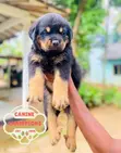 Female Purebred Rottweiler Puppy (1-3 Months) - 2