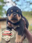 Female Purebred Rottweiler Puppy (1-3 Months) - 3