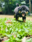 Female Purebred Rottweiler Puppy (1-3 Months) - 4