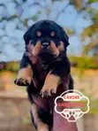 Female Purebred Rottweiler Puppy (1-3 Months) - 5