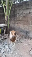 Female Sheep - 1