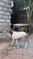 Female Sheep - 2