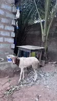 Female Sheep - 3