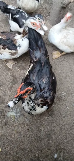 Breeding Stock Ducks for Sale - 5 Available