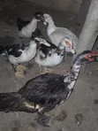 Breeding Stock Ducks for Sale - 5 Available - 2